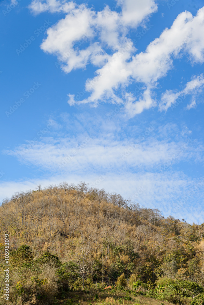 Dry trees and grass on mountain