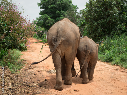 Canvas Print Rear view of an elephant with her baby at elephant village, Thai