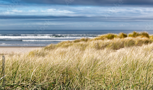 Grassy sand dunes on a windswept beach with the ocean in the background