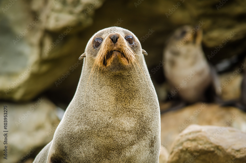 Fototapeta premium fur seal