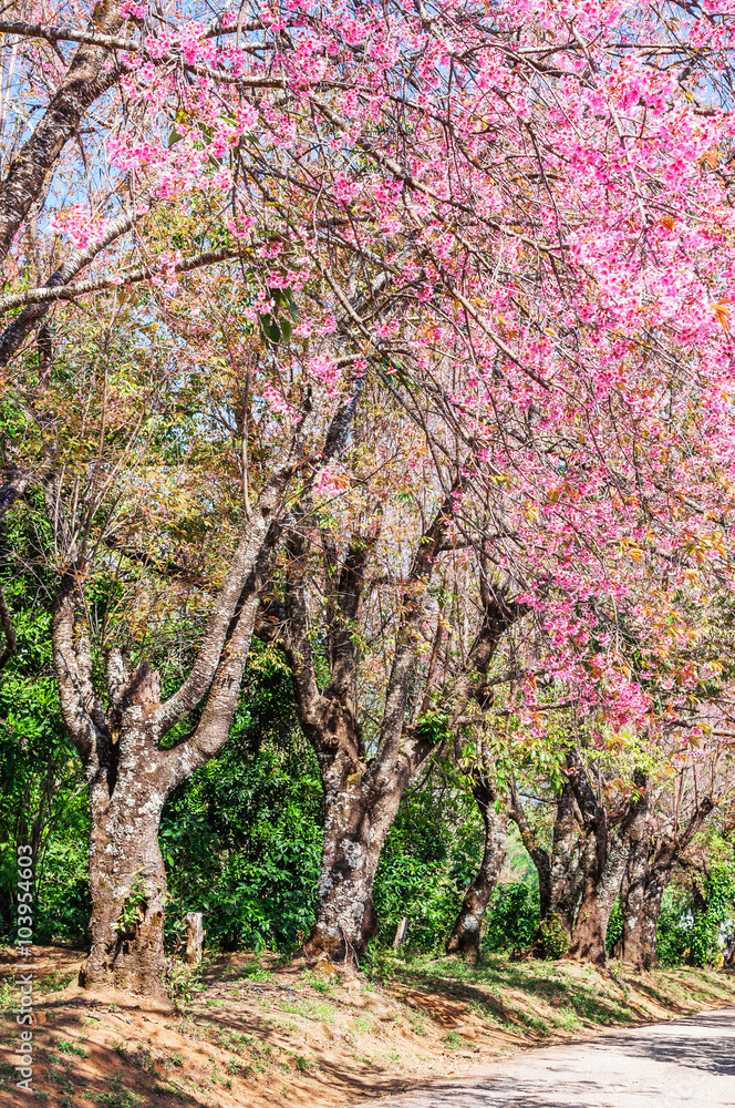Beautiful cherry blossom trees, Chiang Mai, Northern of Thailand Beautiful cherry blossom trees, Chiang Mai, Northern of Thailand