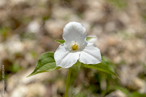 Fototapeta Naklejka Na Ścianę i Meble -  Trillium, Official Flower of Province of Ontario, Canada