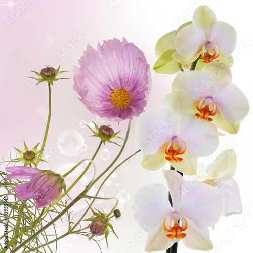 Wallpaper Mural Beautiful exotic flower background Torontodigital.ca