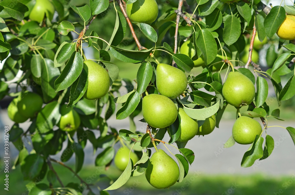 Green pear on the branch Green pear on the branch