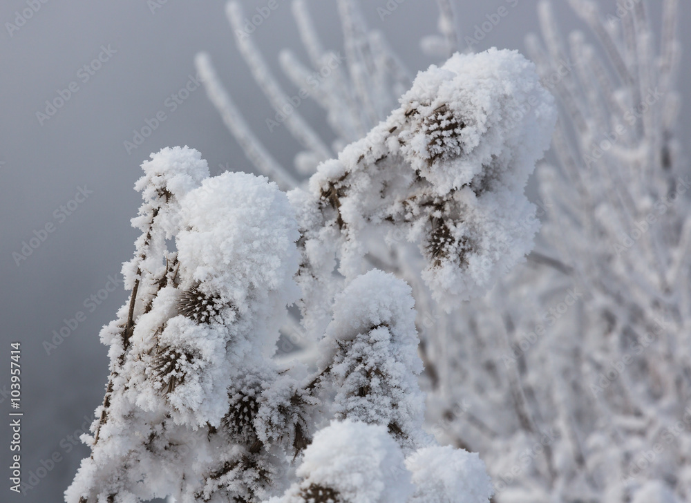 The agrimony in frost. Russia. Novosibirsk.