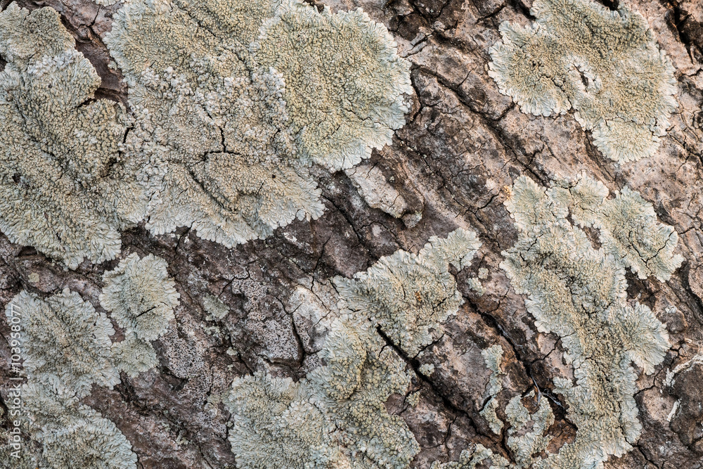 the surface of the bark. the surface of the bark.