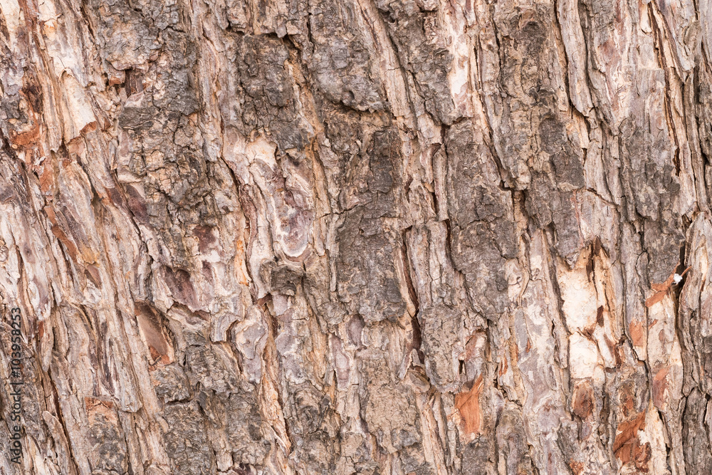 the surface of the bark. the surface of the bark.