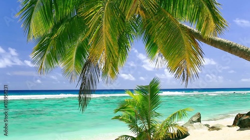 Palm tree on tropical beach of Rarotonga, Cook Islands
