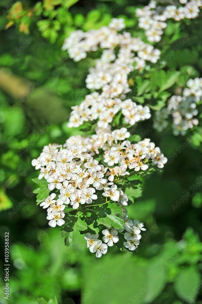 Spiraea spring flower Spiraea spring flower