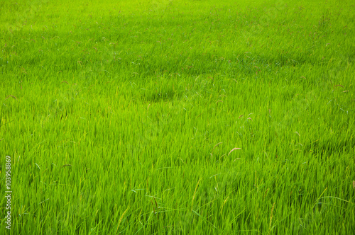 green rice field in suburban