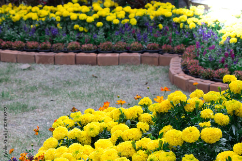 Flowers in the garden./ Landscaped flower garden with lots of colorful blooms with sun flare. photo