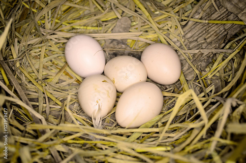 fresh eggs just laid on a bed of fluffy straw