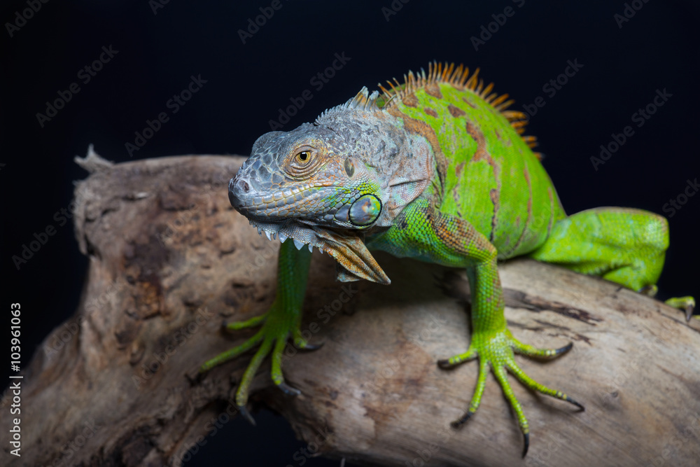 Fototapeta premium Beautiful green iguana sits on a tree