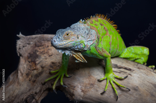 Beautiful green iguana sits on a tree