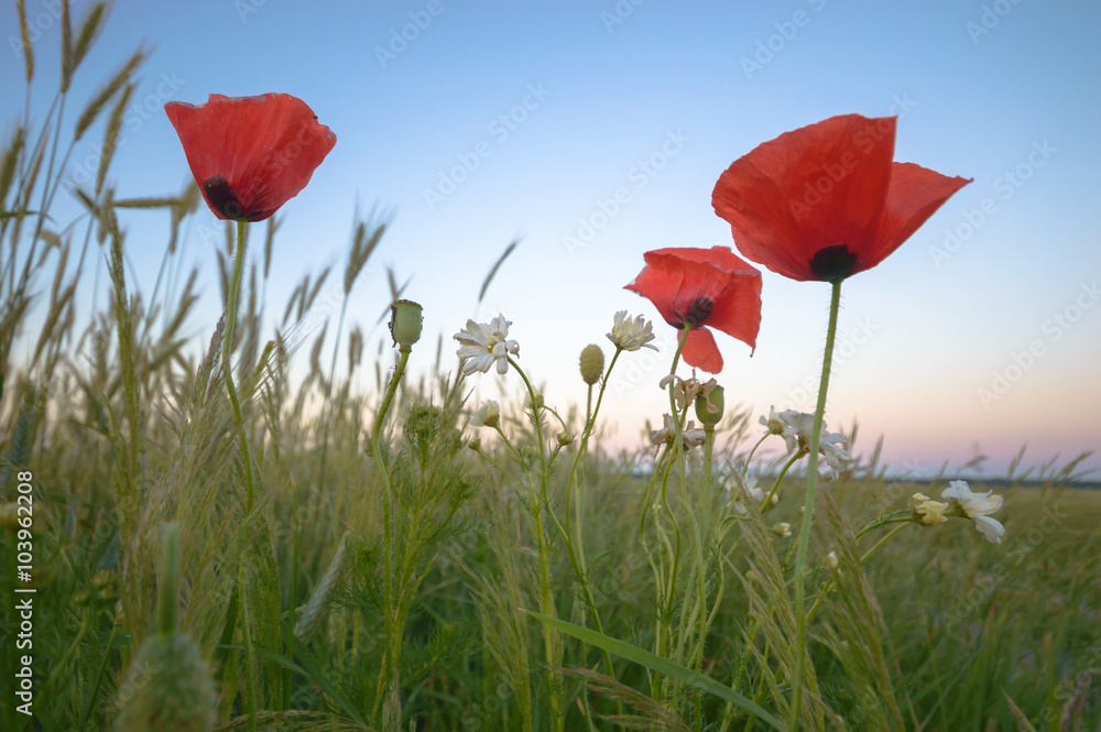 Obraz premium flowers