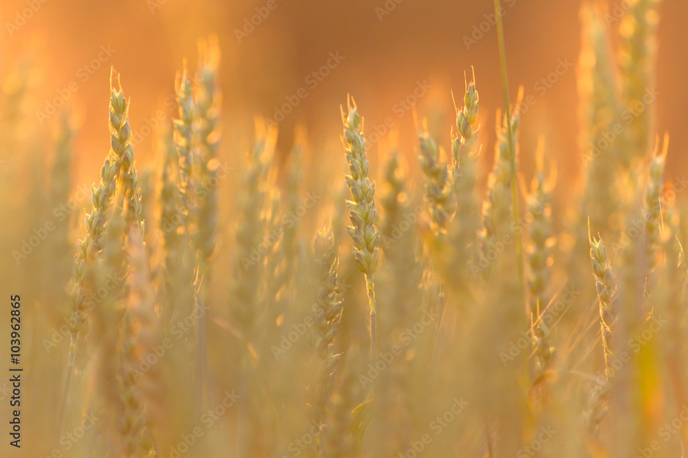 Fototapeta premium wheat