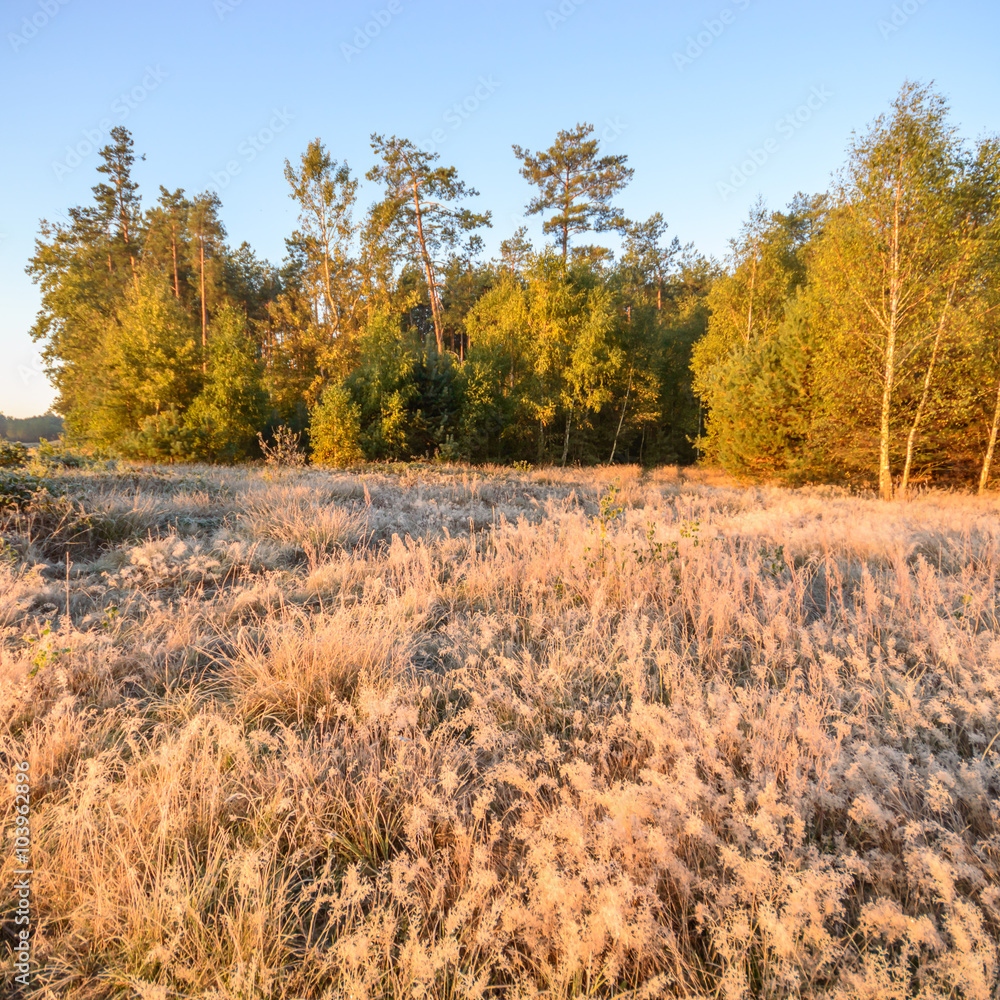 Fototapeta premium wild plant
