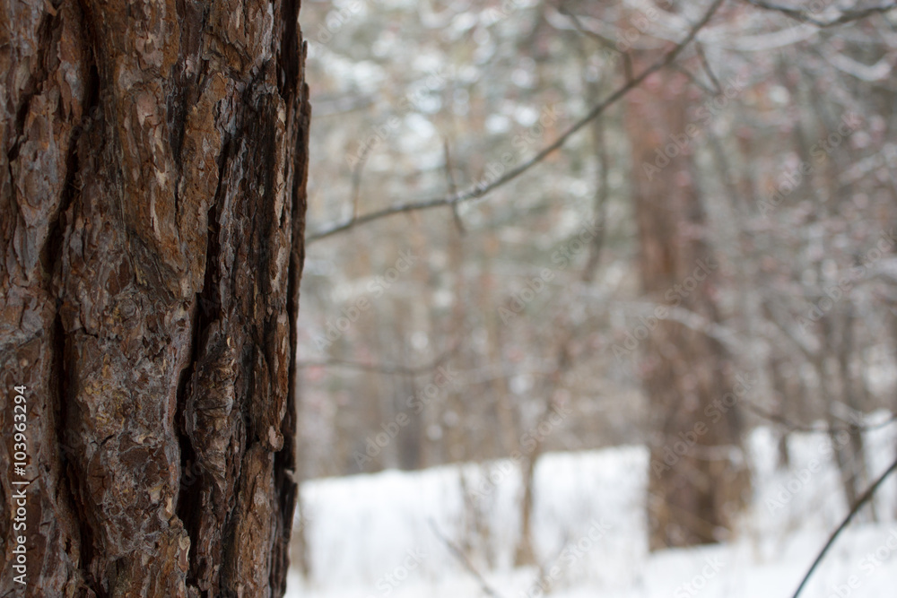 Pine tree in winter forest closeup, free space for text