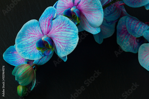 Bunch of violet orchids 