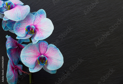 Fototapeta Naklejka Na Ścianę i Meble -  Bunch of violet orchids 