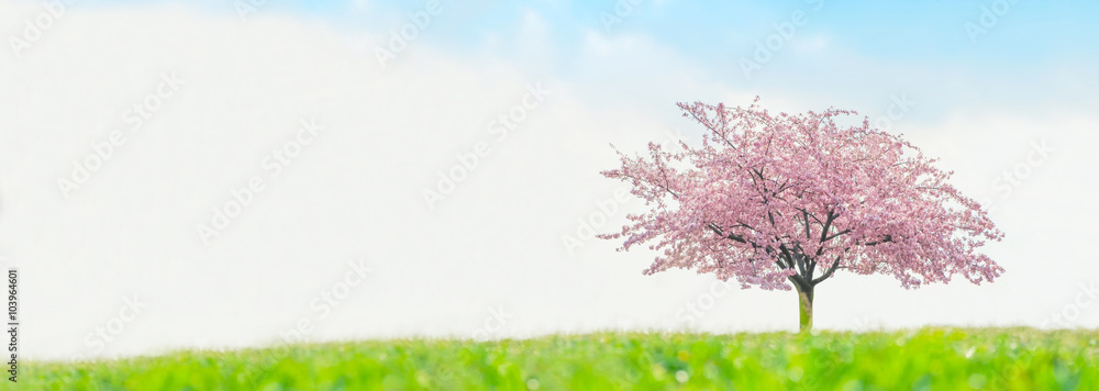 Fototapeta premium さくら