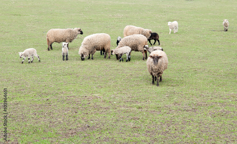 Obraz premium dutch sheep