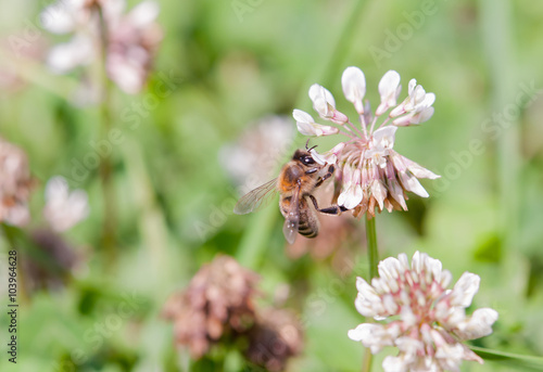 bee on clover © Perytskyy