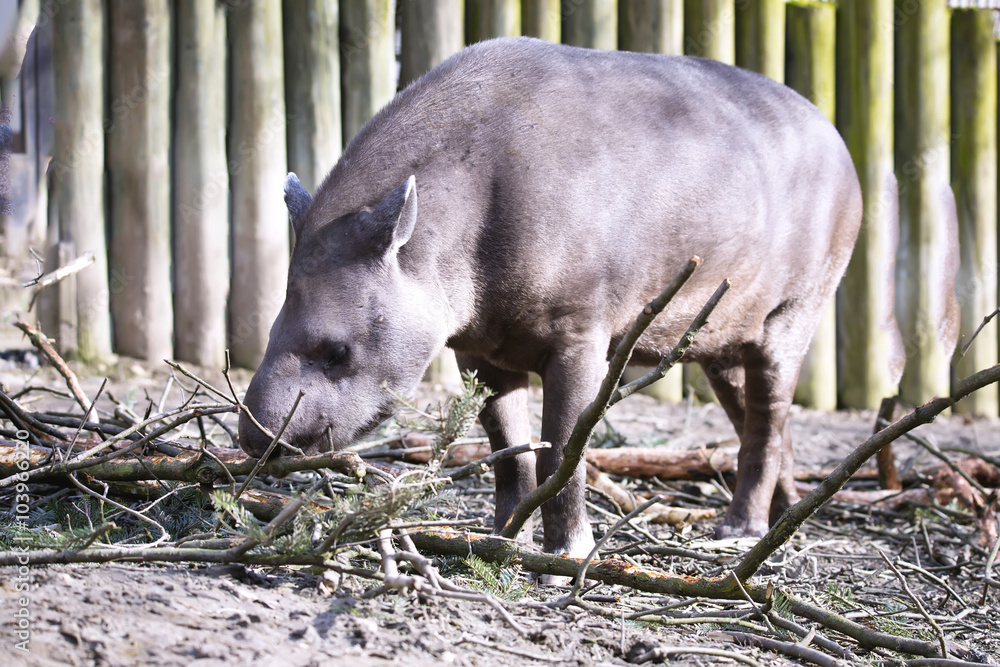 female South American tapir, Tapirus terrestris female South American tapir, Tapirus terrestris