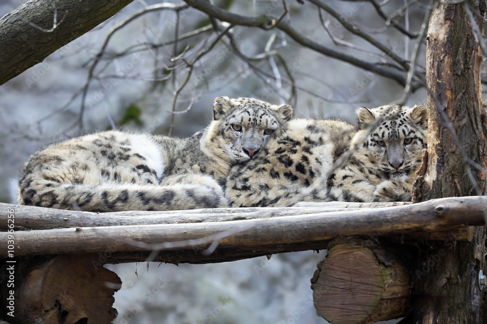 Naklejka premium female with young snow leopard, Uncia uncia