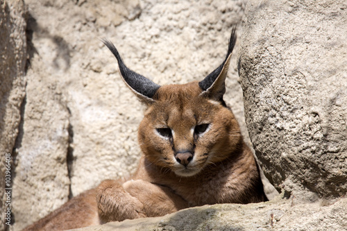 Portrait desert cats Caracal, Caracal caracal photo