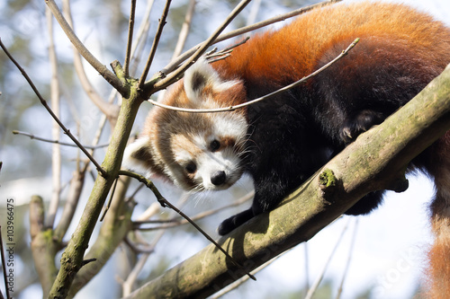 Fototapeta Naklejka Na Ścianę i Meble -  Red panda, Ailurus fulgens, climbing the branches