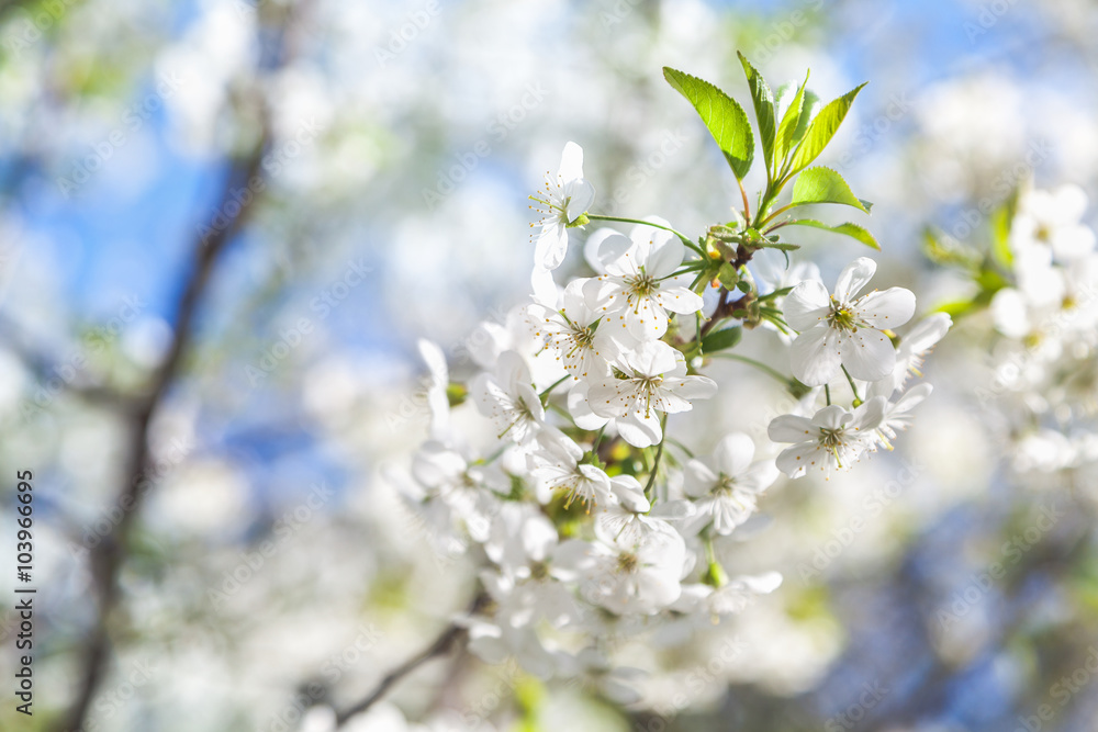 Branch of white cherry blossoms and young green leaves Branch of white cherry blossoms and young green leaves