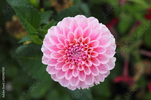 Dahlia   Dahlia 