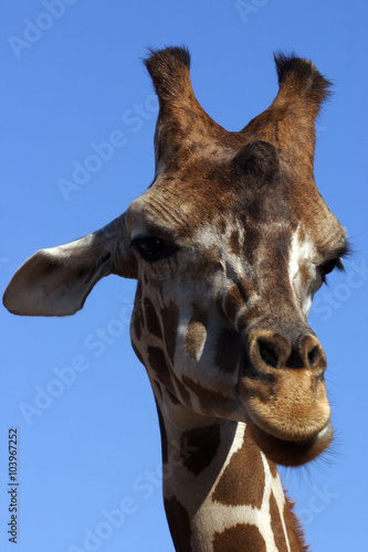giraffe at the zoo park © Antonio Nardelli