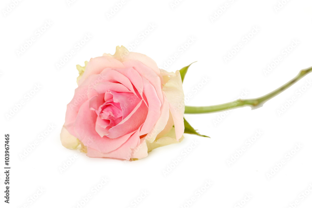 Beautiful rose isolated on a white, close up Beautiful rose isolated on a white, close up