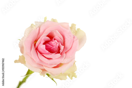 Beautiful rose isolated on a white  close up