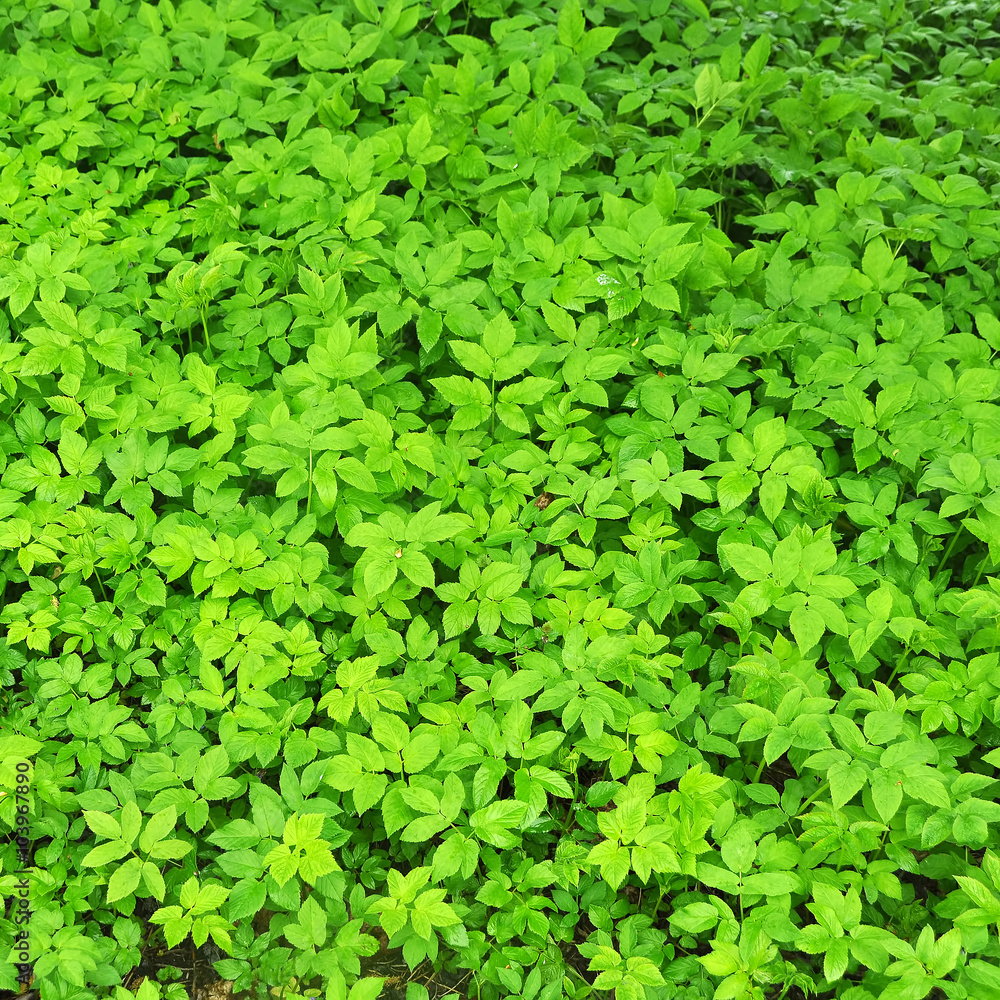 Obraz premium Spring grass ground-elder, uses as food and medicine