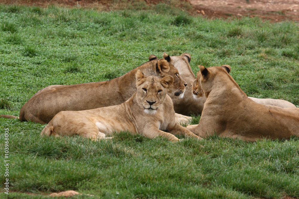 pride of lions and lionesses at the park zoo