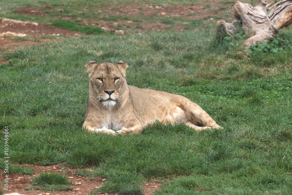 Fototapeta premium a lion at the park zoo