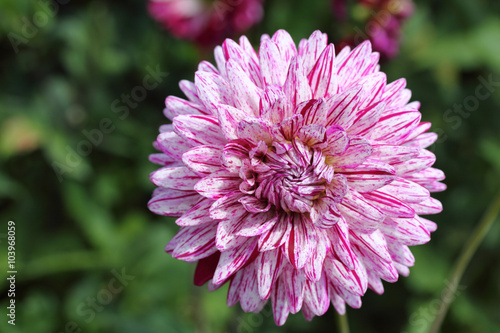 Fototapeta Naklejka Na Ścianę i Meble -  Dahlia  (Dahlia)