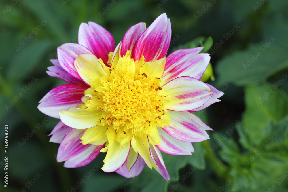 Dahlia (Dahlia) Dahlia (Dahlia)
