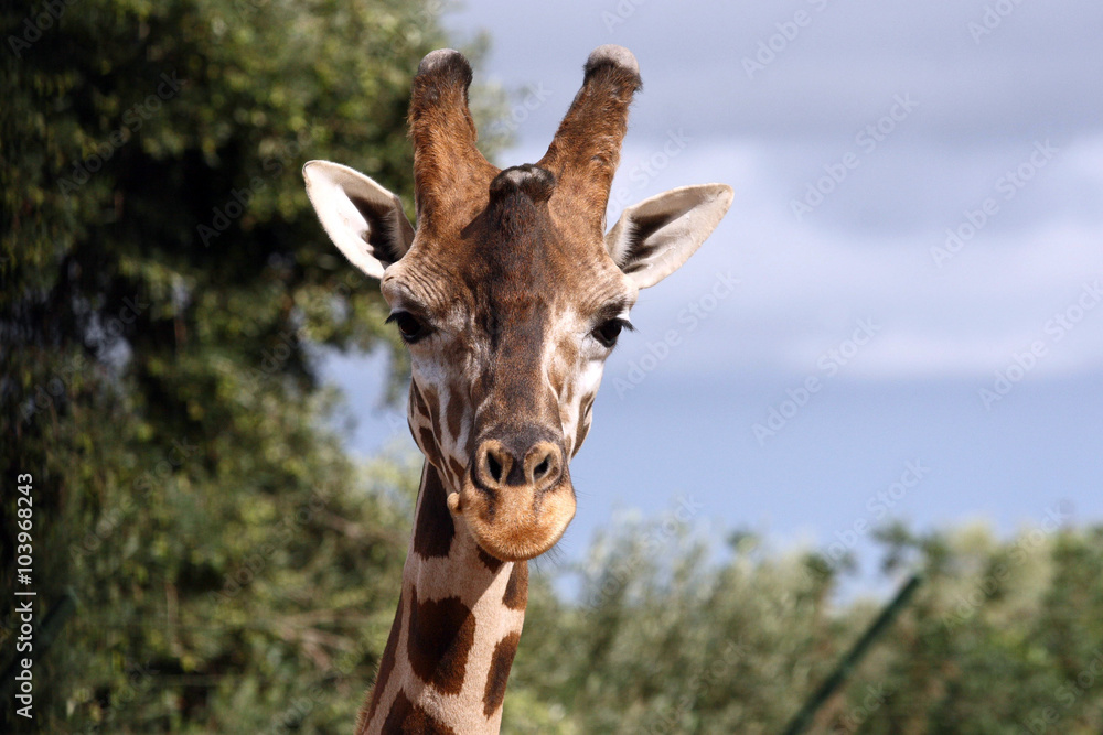 giraffe at the zoo park