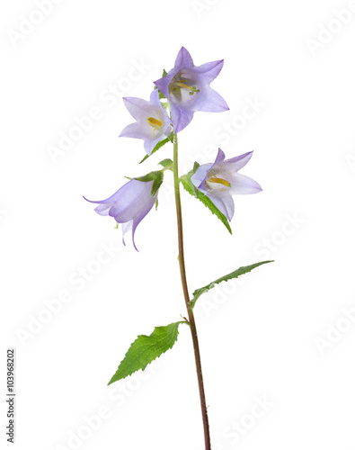 Light violet Bellflowers isolated on white. Nettle-leaved bellflower photo