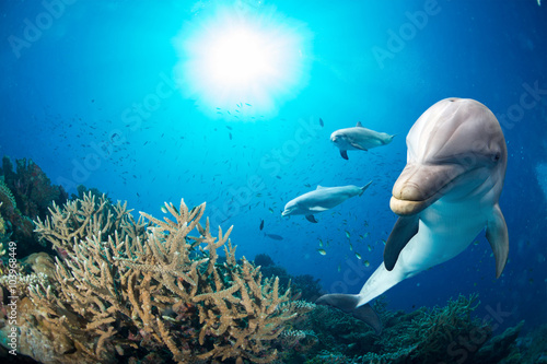 Fototapeta dolphin underwater on blue ocean background
