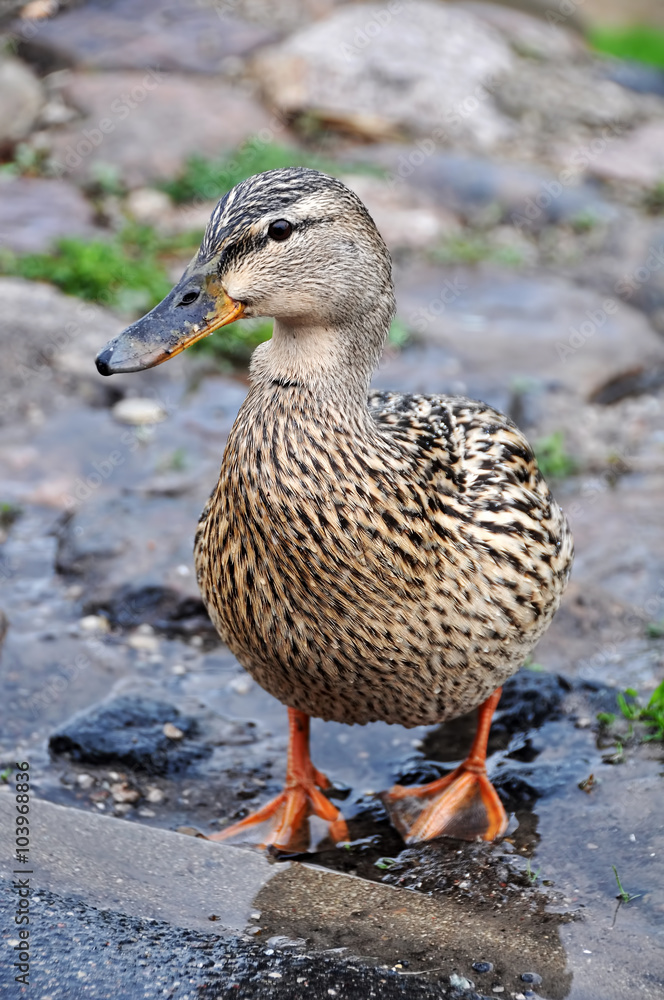 Female mallard portrait, portrait of a duck Female mallard portrait, portrait of a duck
