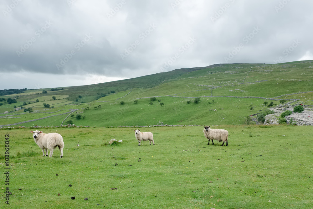 North Yorkshire with green grass, clouds and three sheep