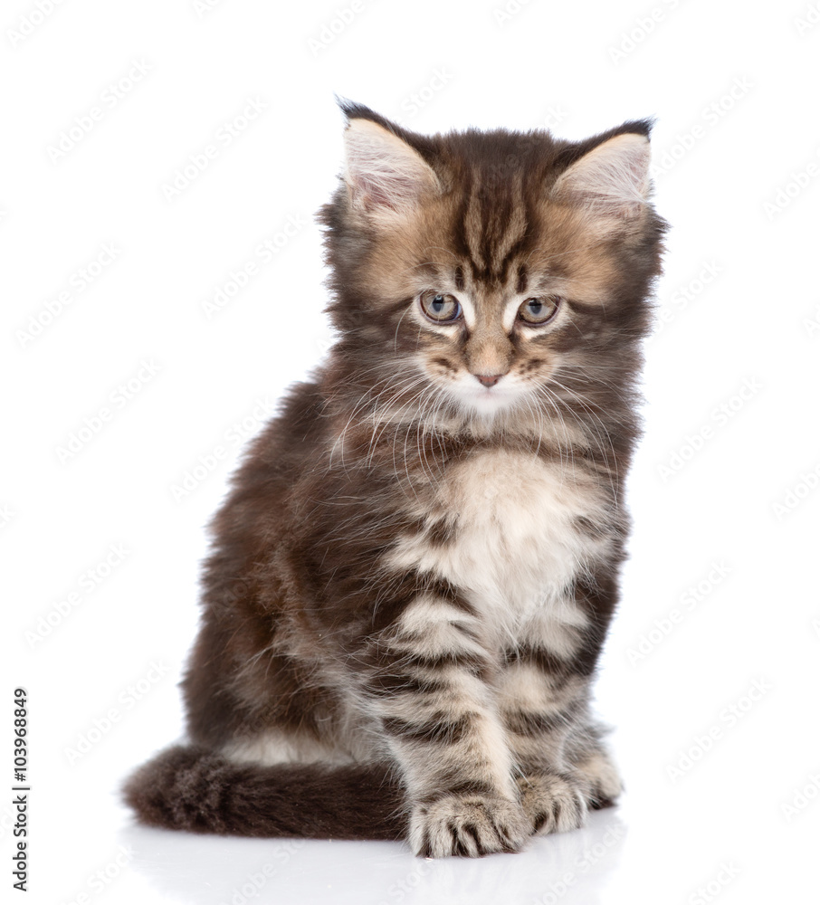 small maine coon cat looking at camera. isolated on white backgr