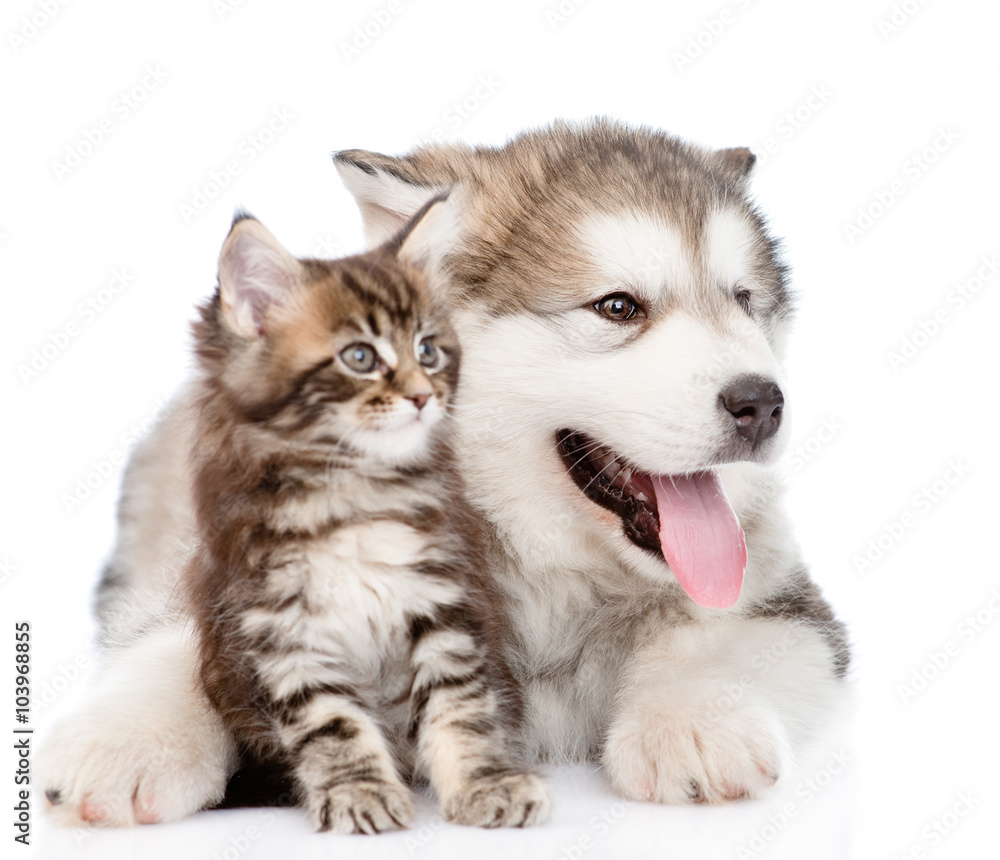 alaskan malamute puppy hugging maine coon kitten. isolated on wh