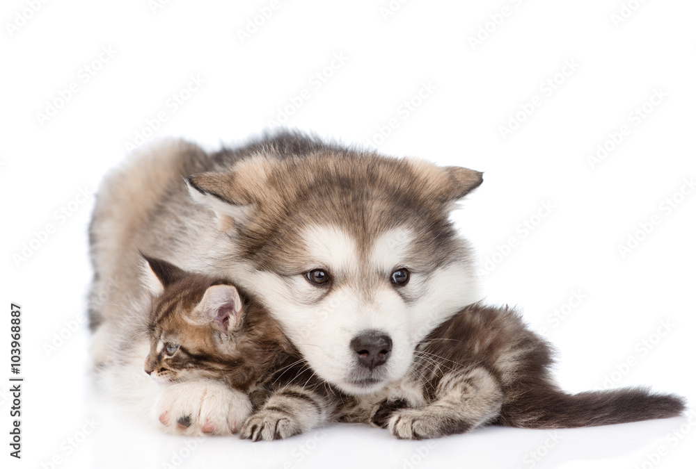 alaskan malamute dog embracing small maine coon cat. isolated on