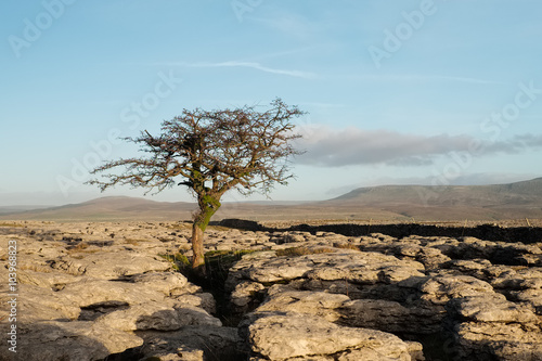 Lone tree in North Yorkshire, England photo